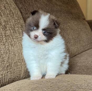 Parker Pom -  Pomeranian Dog for Adoption in Rochester, New York - Parker Pom | PetCurious