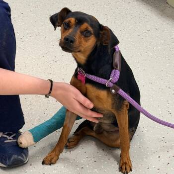 Krash -  Miniature Pinscher and Mixed Breed Dog for Adoption in Indianapolis, Indiana - Krash | PetCurious