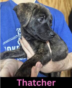 Thatcher -  Mixed Breed Dog Available for Adoption in The Woodlands, Texas - Thatcher | PetCurious