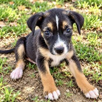 Patsy -  Mixed Breed Dog for Adoption in Brewton, Alabama - Patsy | PetCurious