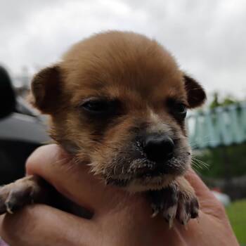 Mixed Breed Dogs Available for Adoption in Brenham, Texas - Jazz | PetCurious