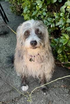 Pepper -  Terrier and Miniature Schnauzer Dog for Adoption in Los Angeles, California - Pepper | PetCurious