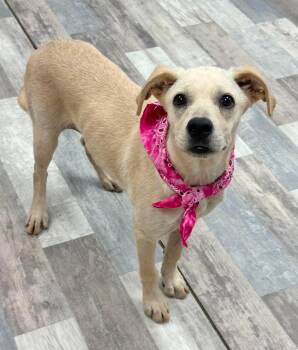 Tolly -  Labrador Retriever Dog for Adoption in Olympia, Washington - Tolly | PetCurious