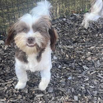 Churchill -  Shih Tzu and Mixed Breed Dog for Adoption in Wappingers Falls, New York - Churchill | PetCurious