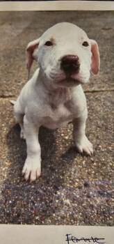 Pit Bull Terrier Dogs Available for Adoption in Biloxi, Mississippi - Jack Bigfoot | PetCurious
