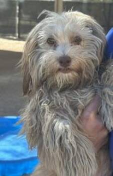 CANDY -  Poodle and Mixed Breed Dog for Adoption in Thousand Palms, California - CANDY | PetCurious