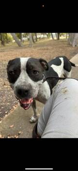 Rescue Mixed Breed Dogs for Adoption in Magnolia, Texas - Oreo | PetCurious
