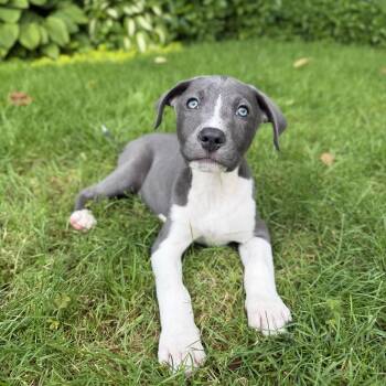 Ragu -  Mixed Breed Dog for Adoption in Yaphank, New York - Ragu | PetCurious