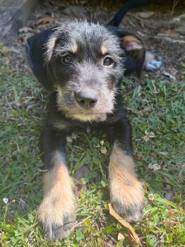 Schnauzer and Hound Dogs Available for Adoption in Calera, Alabama - Daxton | PetCurious