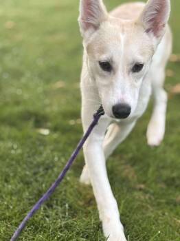 Rescue Shiba Inu Dogs for Adoption in Tacoma, Washington - Samewise Gamgee | PetCurious