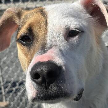 Beagle and Mixed Breed Dogs Available for Adoption - Lacey | PetCurious