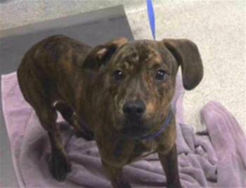 TROY -  Dachshund and Plott Hound Dog for Adoption in Tallahassee, Florida - TROY | PetCurious