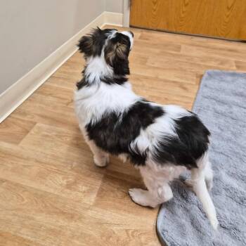 Benny -  Mixed Breed Dog Available for Adoption in Woodstock, Illinois - Benny | PetCurious