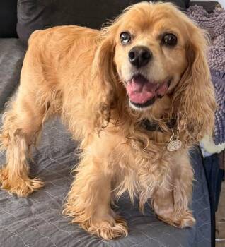 BooBoo -  Cocker Spaniel Dog for Adoption in Grand Bay, Alabama - BooBoo | PetCurious