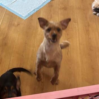 Molly - FOSTER NEEDED -  Yorkshire Terrier and Terrier Dog for Adoption - Molly - FOSTER NEEDED | PetCurious