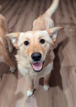 Retriever Dogs Available for Adoption in Seattle, Washington - Clover | PetCurious