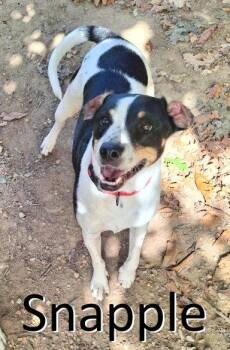 Pepper -  Mountain Cur and Treeing Walker Coonhound Dog for Adoption in Mountain View, Arkansas - Pepper | PetCurious
