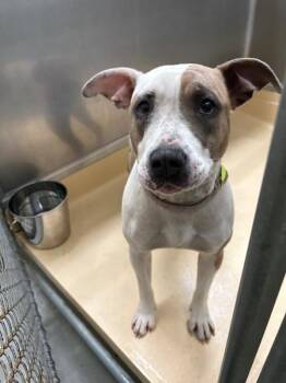 Pit Bull Terrier Dogs Available for Adoption - Big Mama | PetCurious