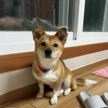 Zena -  Pembroke Welsh Corgi and Shiba Inu Dog for Adoption in Danvers, Massachusetts - Zena | PetCurious