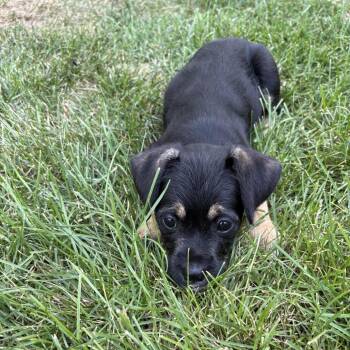 Voldrid -  Chihuahua and Mixed Breed Dog for Adoption in Fredericksburg, Virginia - Voldrid | PetCurious