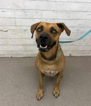 ZENNIN -  Pit Bull Terrier and Mixed Breed Dog for Adoption in San Bernardino, California - ZENNIN | PetCurious
