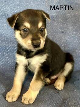 Labrador Retriever and Mixed Breed Dogs Available for Adoption - Aston Martin | PetCurious