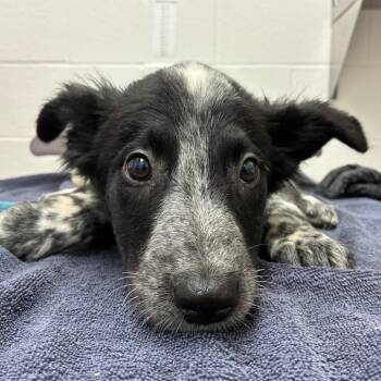 Helio -  Australian Cattle Dog Blue Heeler and Mixed Breed Dog for Adoption in Corpus Christi, Texas - Helio | PetCurious