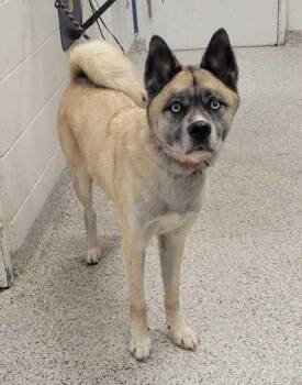 Keto -  Akita and Mixed Breed Dog for Adoption in Kansas City, Missouri - Keto | PetCurious