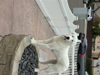 Rescue Great Pyrenees Dogs for Adoption in Modesto, California - Hobbs | PetCurious