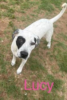 Lucy -  Pointer and Mixed Breed Dog for Adoption in Zimmerman, Minnesota - Lucy | PetCurious