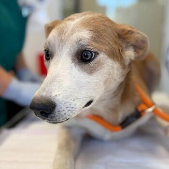 Sarah -  Cattle Dog and Labrador Retriever Dog for Adoption in Nashville, Tennessee - Sarah | PetCurious