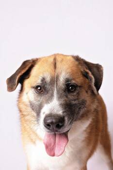 Anatolian Shepherd Dogs Available for Adoption - Scotty | PetCurious