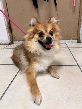 Chewy -  German Spitz and Mixed Breed Dog for Adoption in Largo, Florida - Chewy | PetCurious