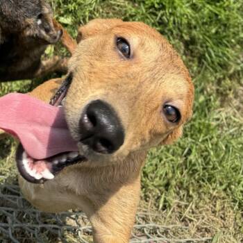 Jenni -  Labrador Retriever Dog for Adoption in Rock Falls, Illinois - Jenni | PetCurious