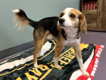 Rescue Beagle Dogs for Adoption - Milo | PetCurious