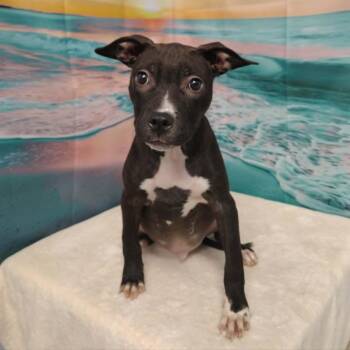 Howie -  Pit Bull Terrier and Mixed Breed Dog for Adoption in Griswold, Connecticut - Howie | PetCurious