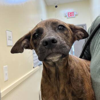 Teeter -  Hound and Pit Bull Terrier Dog for Adoption in Madisonville, Tennessee - Teeter | PetCurious