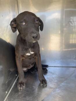 COCOA -  Mixed Breed Dog for Adoption in Dallas, Texas - COCOA | PetCurious