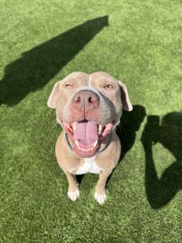 American Staffordshire Terrier and Pit Bull Terrier Dogs Available for Adoption in Phoenix, Arizona - Indy | PetCurious