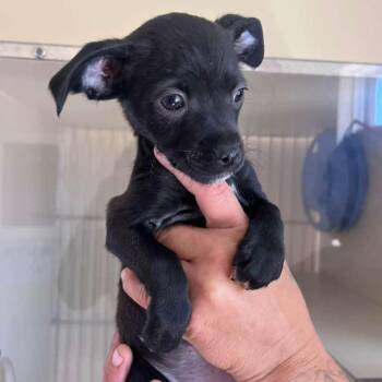 Willow -  Chihuahua and Dachshund Dog for Adoption in San Pablo, California - Willow | PetCurious