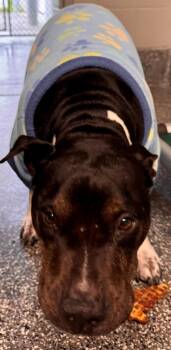 Roxy -  Pit Bull Terrier Dog for Adoption in Kenai, Alaska - Roxy | PetCurious