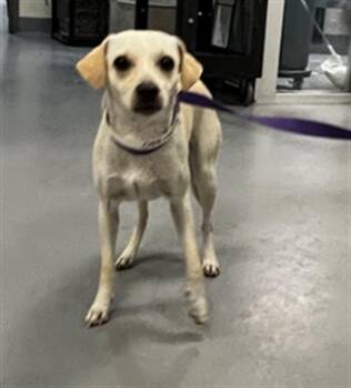 Chihuahua and Mixed Breed Dogs Available for Adoption in Riverside, California - BLUEBELL | PetCurious