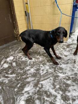 Doberman Pinscher Dogs Available for Adoption - GINNY | PetCurious