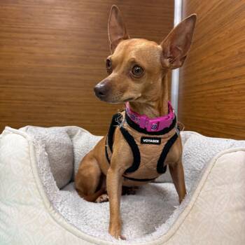 Roe -  Chihuahua and Mixed Breed Dog for Adoption in Cedar Park, Texas - Roe | PetCurious