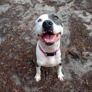 Mixed Breed Dogs Available for Adoption in Gainesville, Florida - Nani | PetCurious
