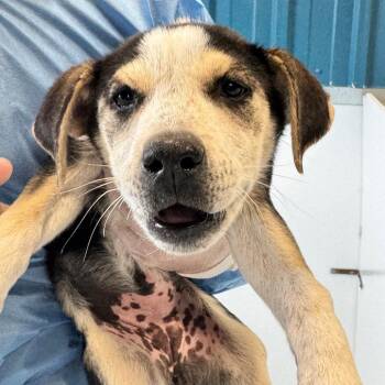 Retriever and Australian Cattle Dog Blue Heeler Dogs Available for Adoption in Taos, New Mexico - Pocket | PetCurious