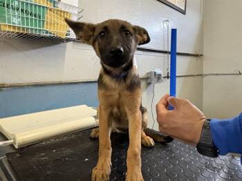 A886969 -  Belgian Shepherd Malinois Dog for Adoption in Camarillo, California - A886969 | PetCurious