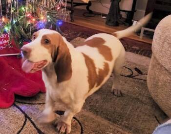 EVIE -  Basset Hound Dog for Adoption in Hamilton, New Jersey - EVIE | PetCurious
