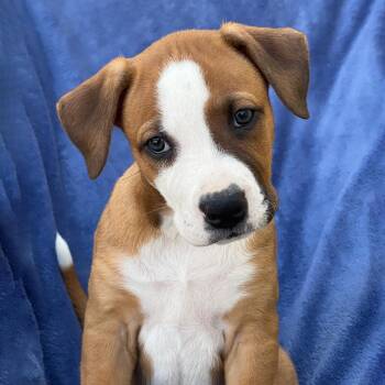 Labrador Retriever and Terrier Dogs Available for Adoption in San Diego, California - Arbor Pup - Lattice | PetCurious