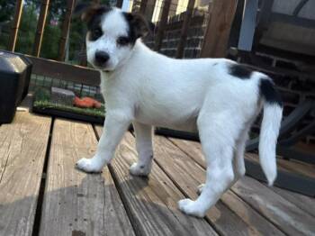 Fillmore -  Australian Shepherd Dog for Adoption in Newport, Kentucky - Fillmore | PetCurious